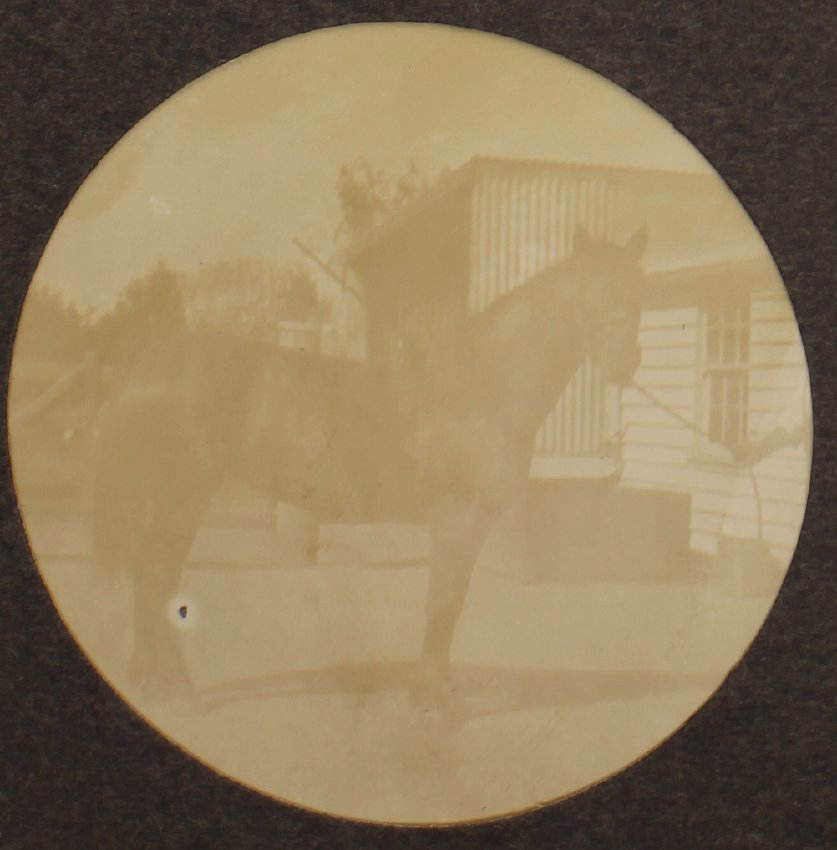 [Portrait of a horse]