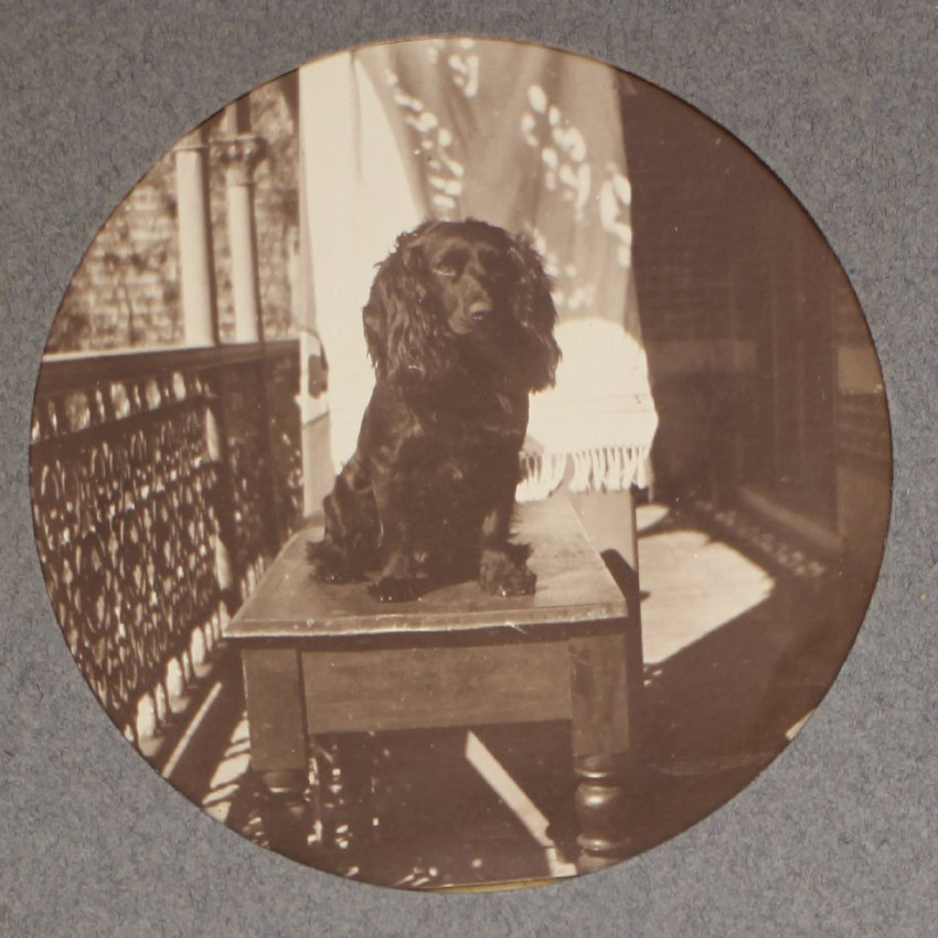 [Spaniel on a table]