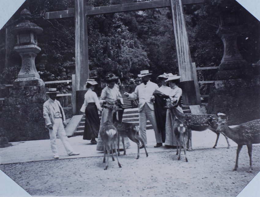 Spotted deer in Nara?