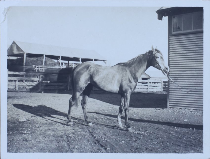 Horse standing near farm buildings