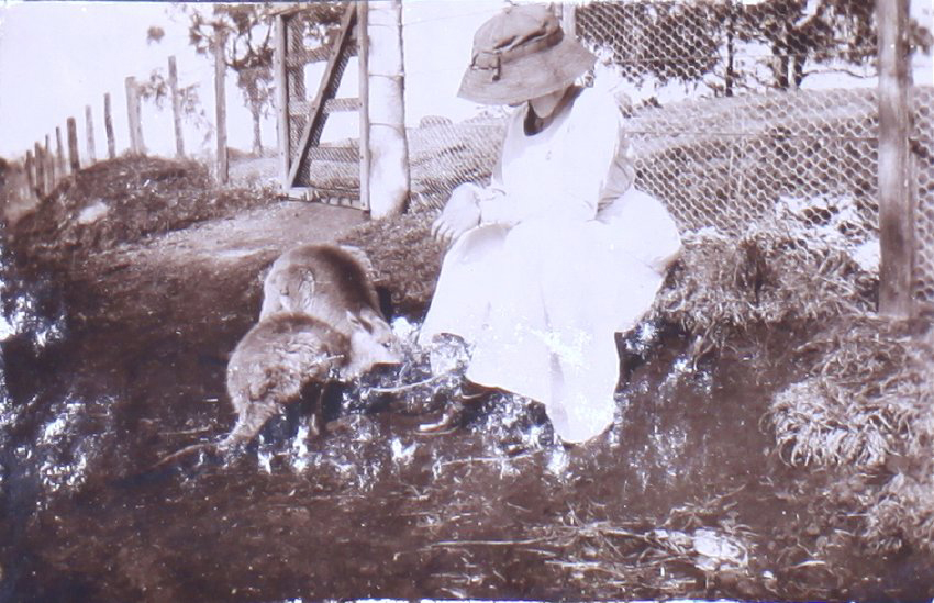 Unidentified woman with two kangaroos
