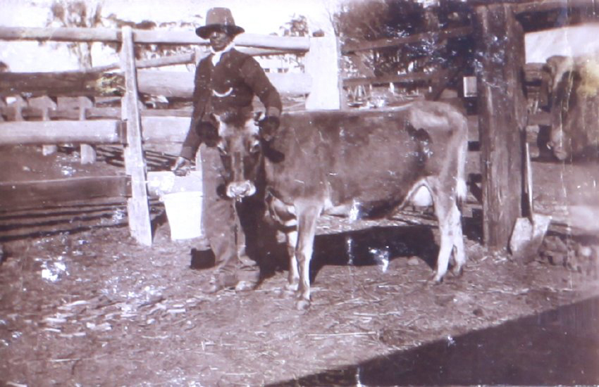 Unidentified workman with milking cow