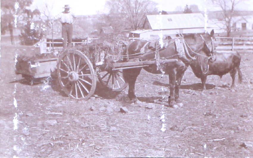 Unidentified workman with horse and dray