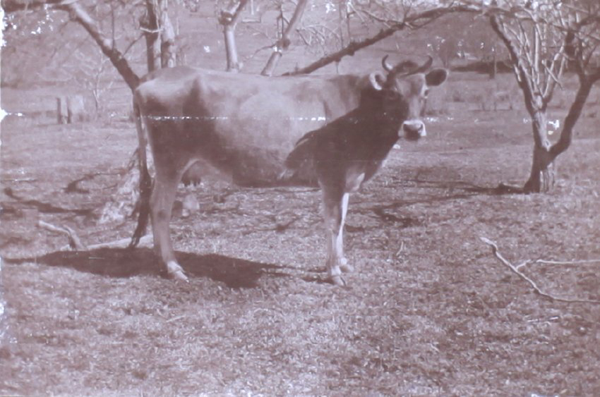 Dairy cow