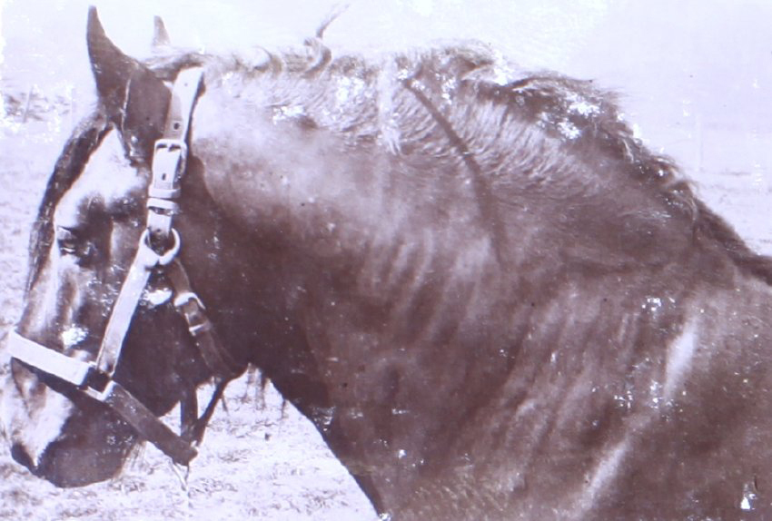 Head and shoulder of a horse