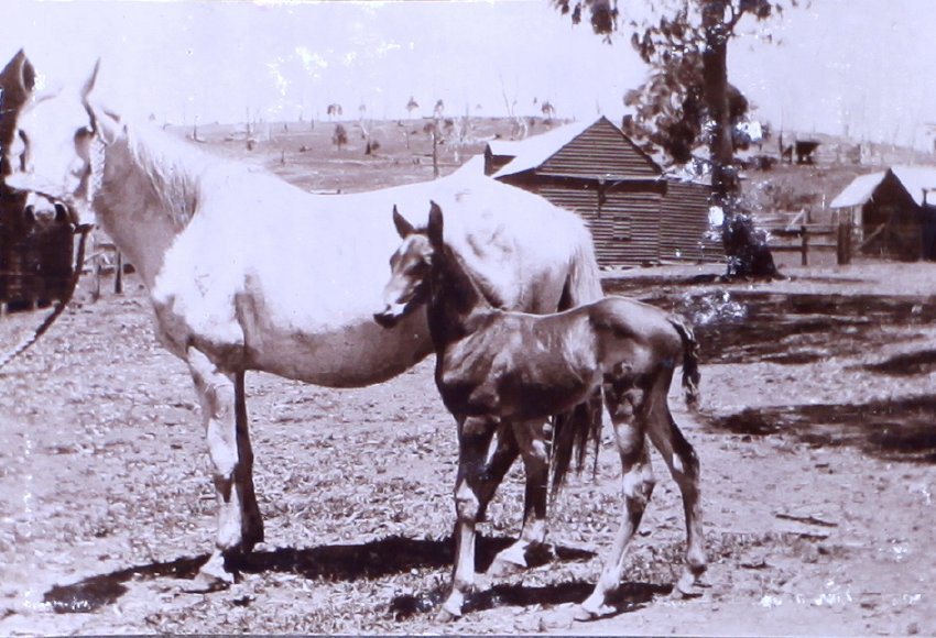 Mare and foal