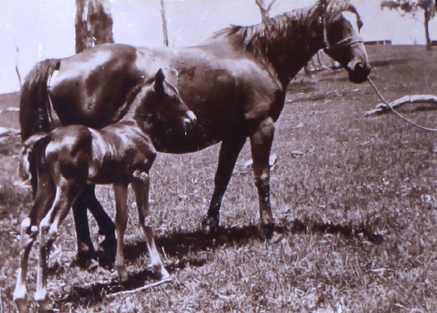 Mare and foal