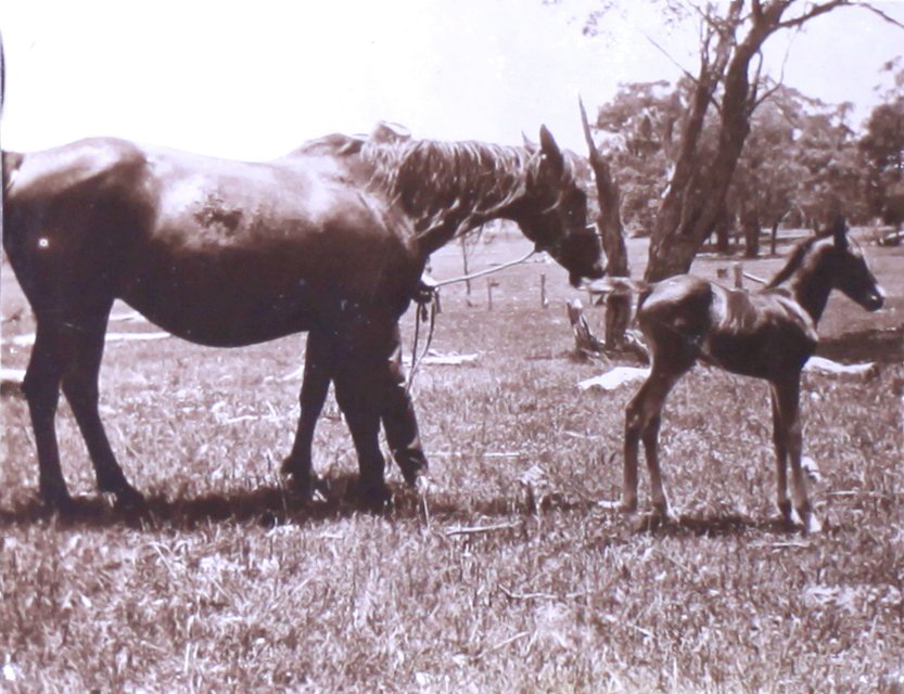 Mare and foal