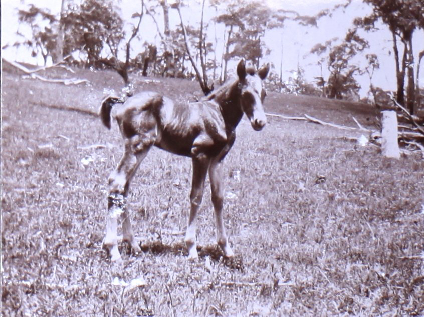 Young foal