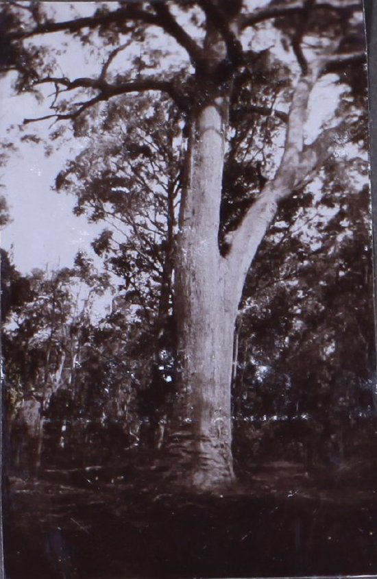 Large gum tree