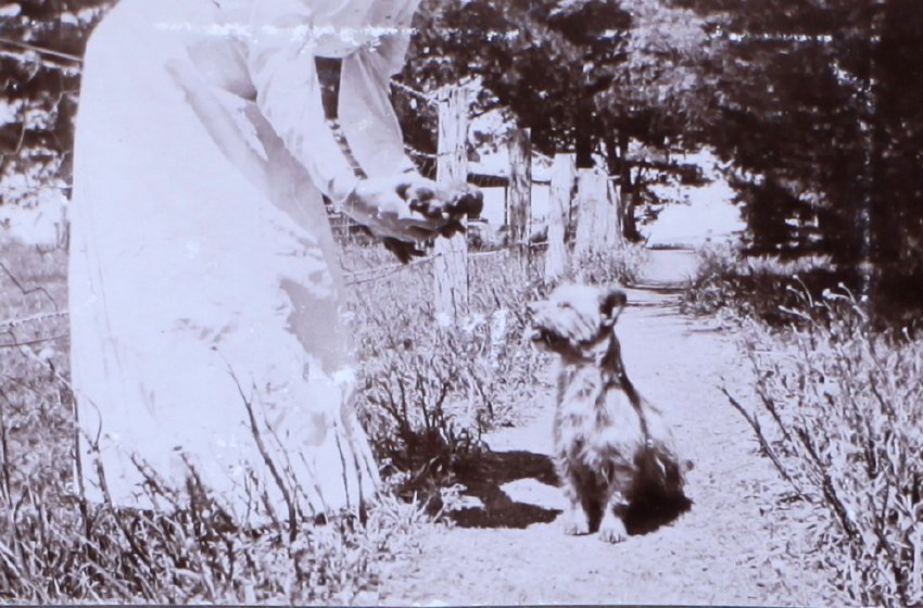 Pet dog, puppies and an unidentified woman