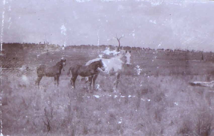 Mare and two foals
