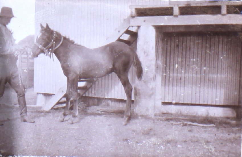 Unidentified man with a foal