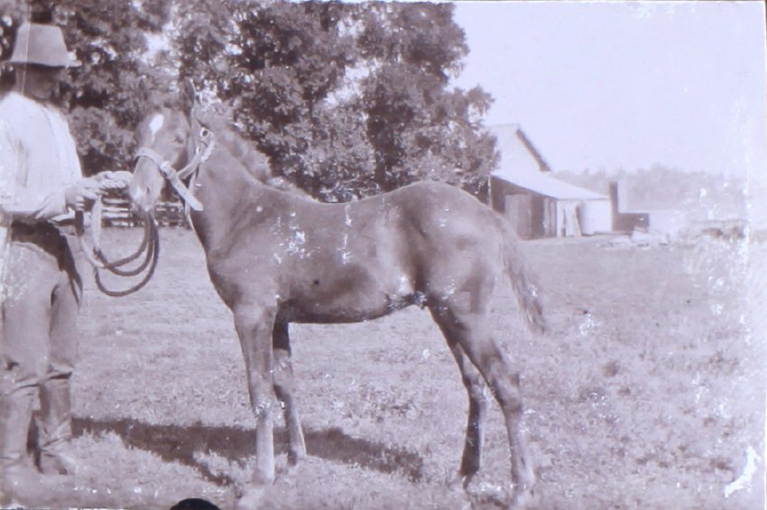 Unidentified man with foal