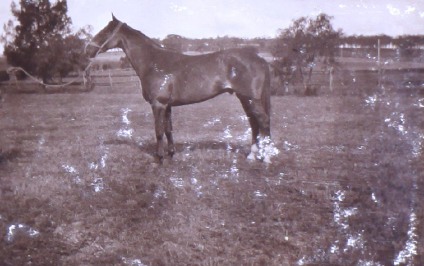 Unidentified stallion