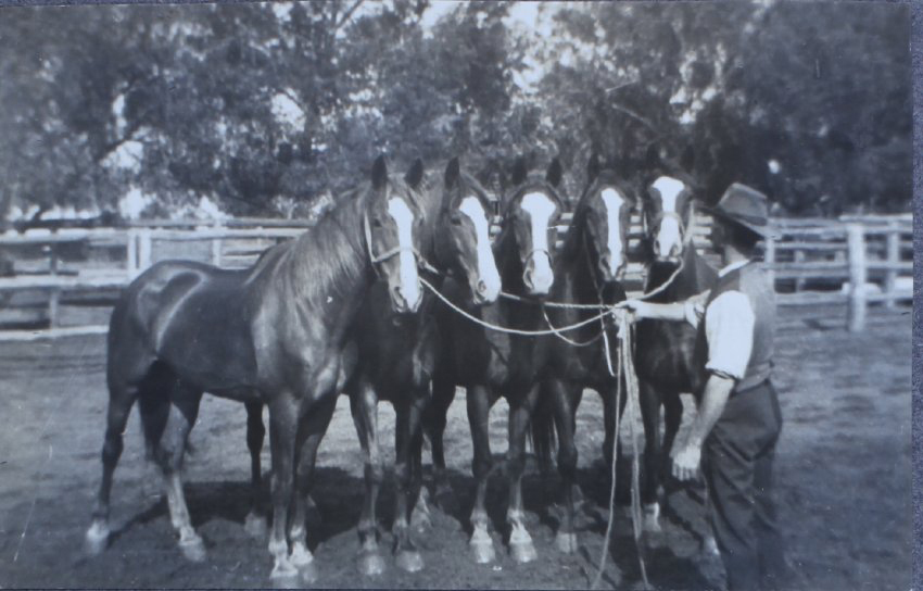 Gentleman holding 5 horses