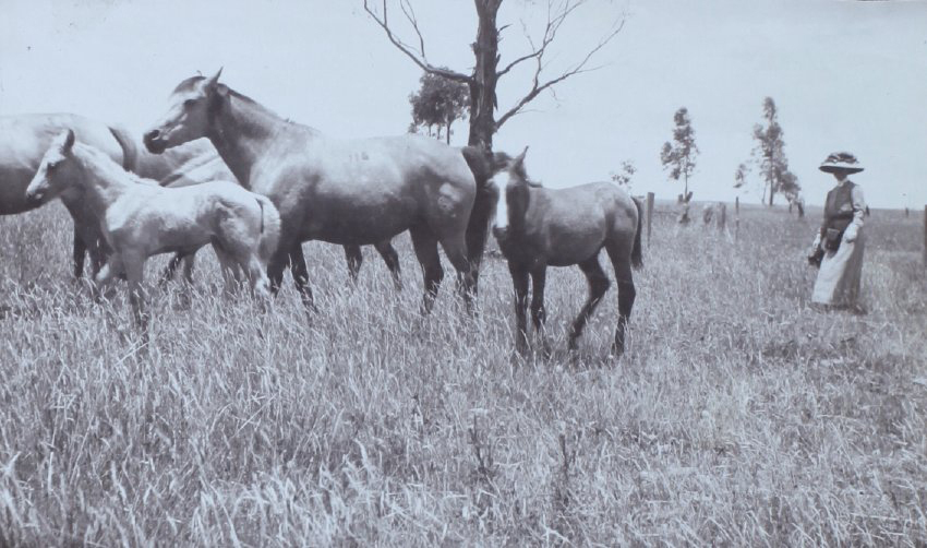 Woman with four horses