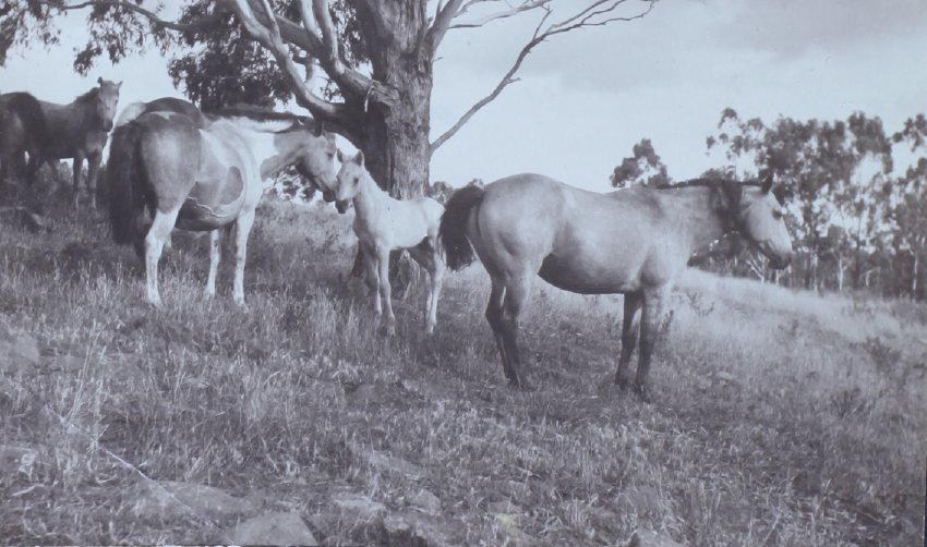 Several horses in a paddock