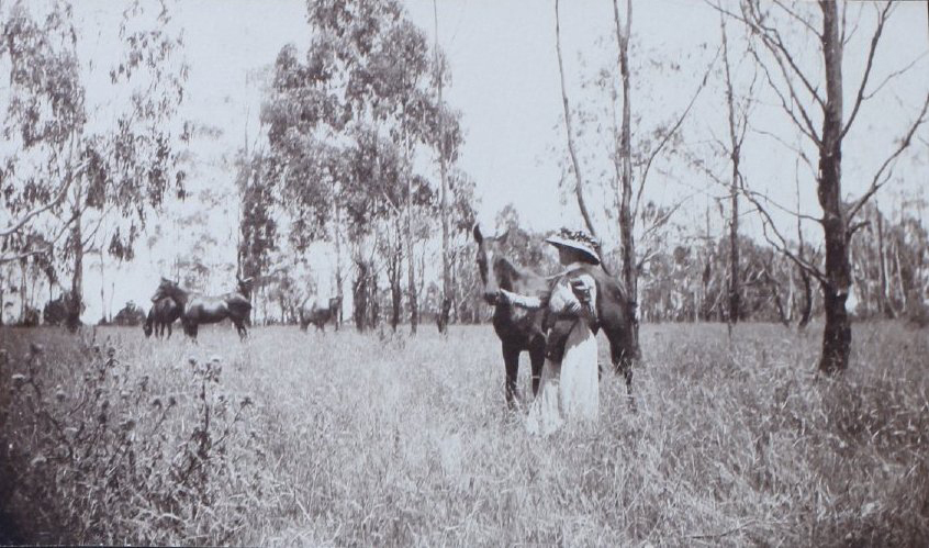 Woman with a horse - three other horses in the background