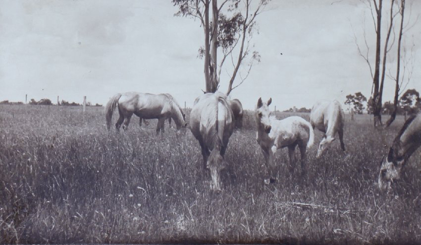 Several horses in a paddock