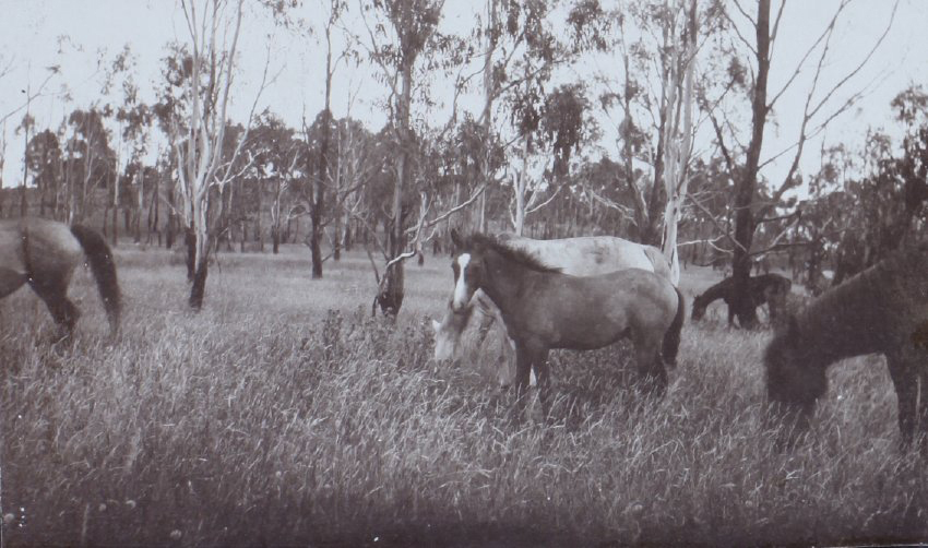 Horses in a paddock