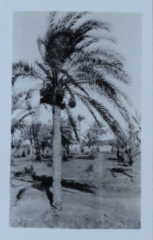 Palm tree