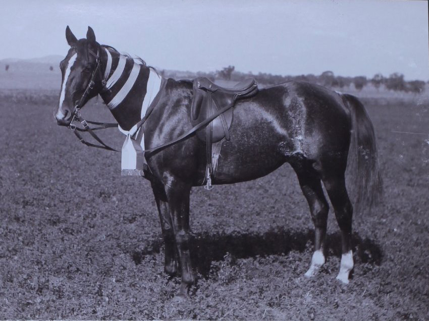 Horse with ribbons [possibly Garcher]