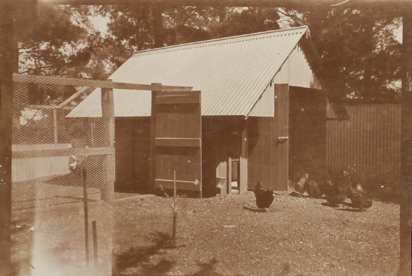 Chicken, chicken roost and a small child in the shadows