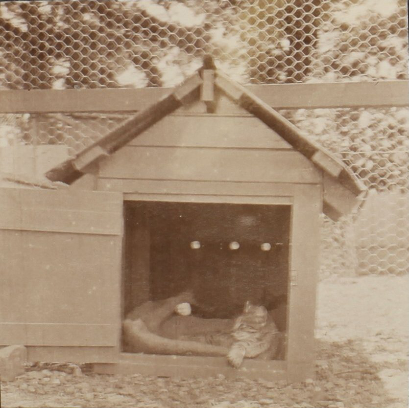 Cat in the dog house