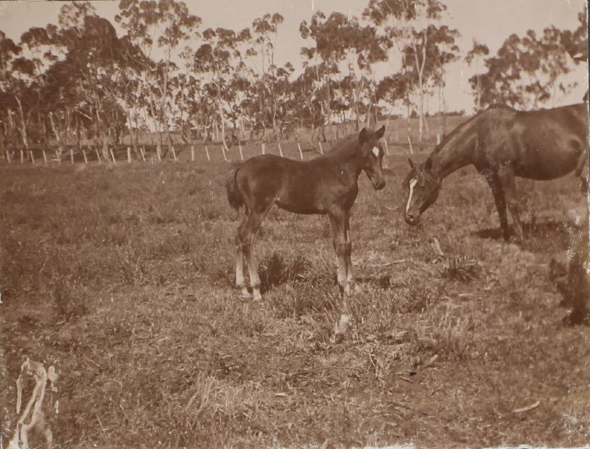 'Seven weeks' Vixen's first foal