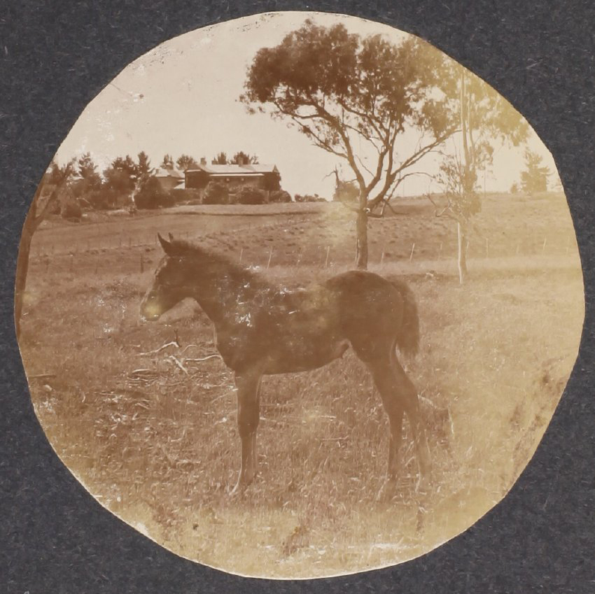 'Seven weeks' Vixen's first foal