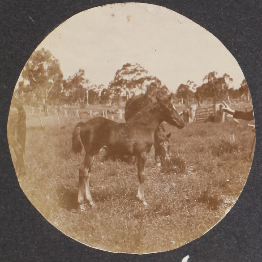 'Seven weeks' Vixen's first foal