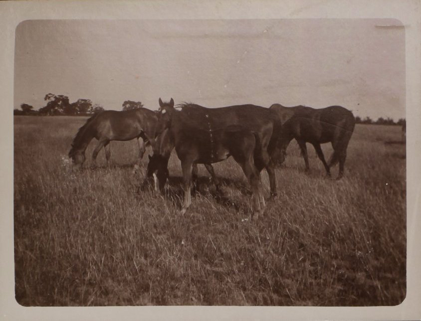 Vixen's first foal with other horses