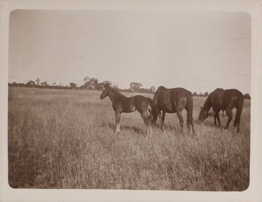'Twelve weeks' Vixen's first foal
