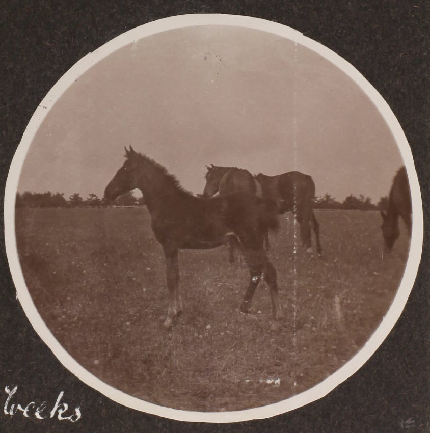 'Twelve weeks' Vixen's first foal