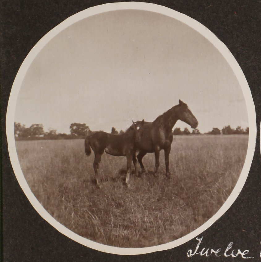 'Twelve weeks' Vixen's first foal
