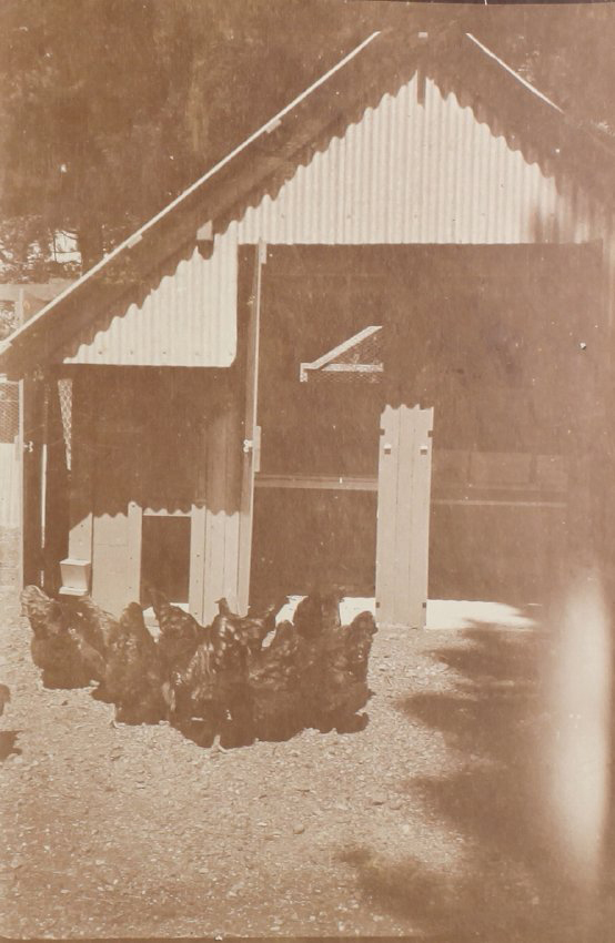 Chickens in front of chicken roost