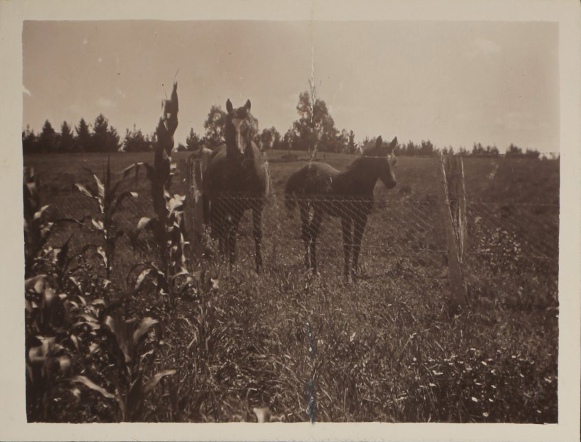 'Four months' Vixen's first foal