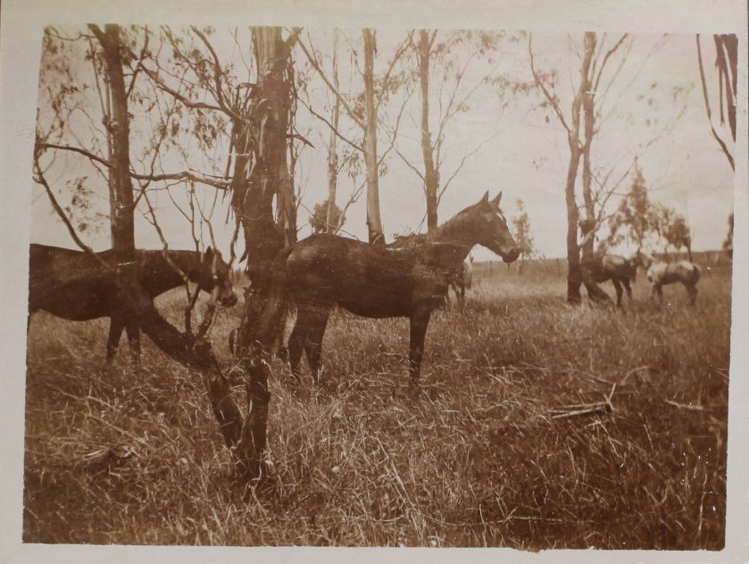 'One year' Vixen's first foal