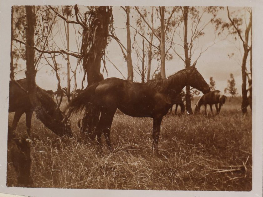 'One year' Vixen's first foal