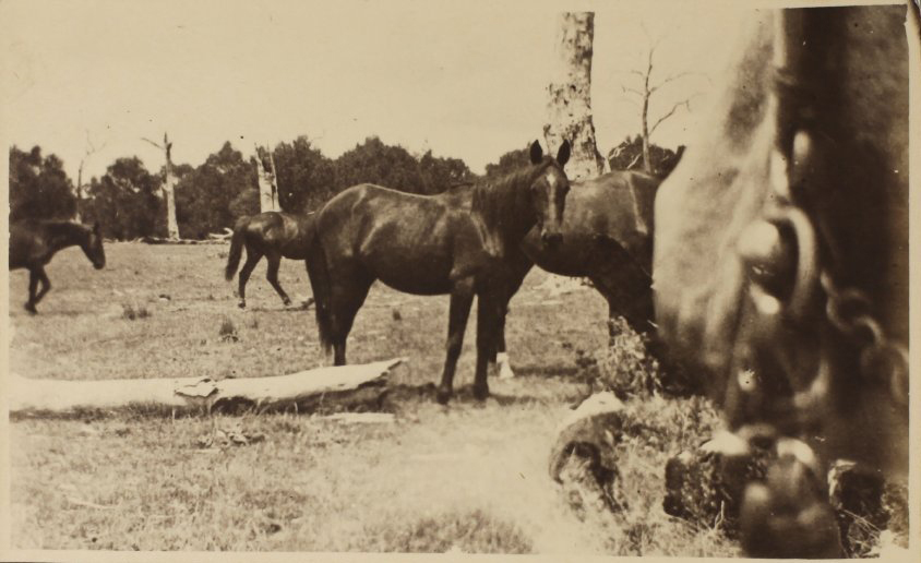 'Two years old' Vixen's first foal