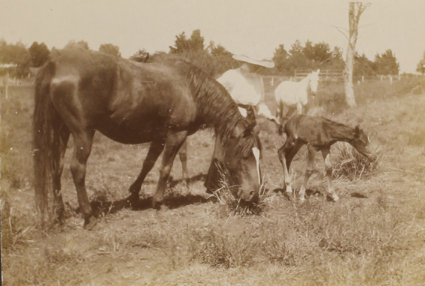 'A few hours old, Sunday Oct. 24/09'