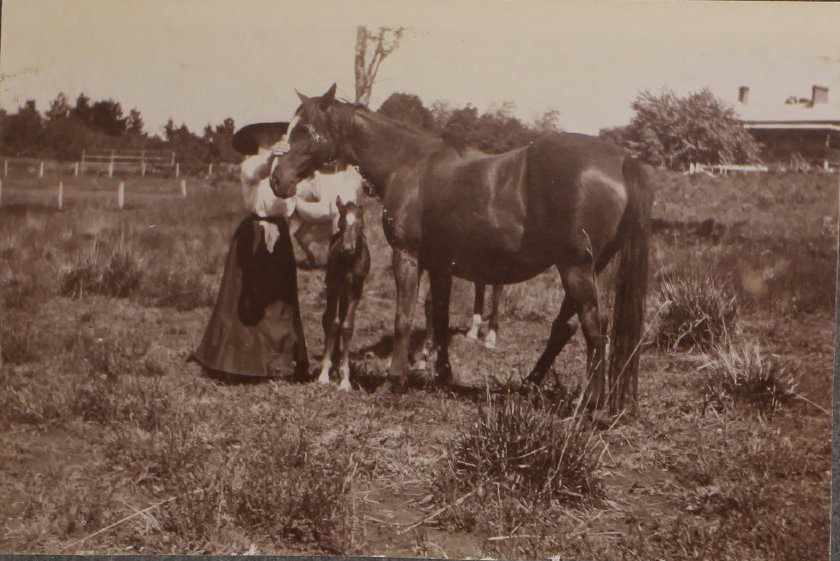 'One week' - Vixen's first foal