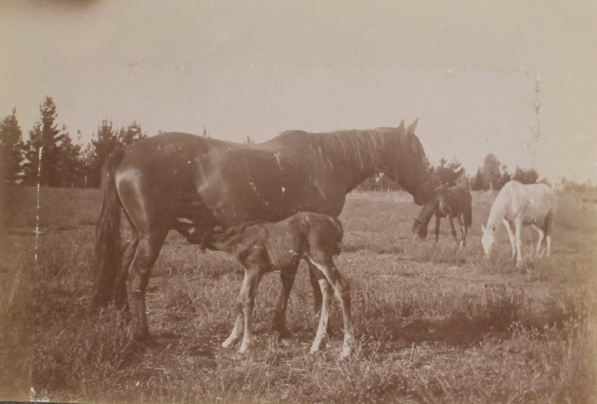 'One week' - Vixen's first foal