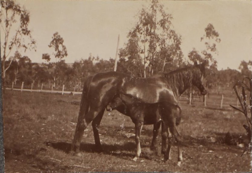 'Three weeks' Vixen's first foal