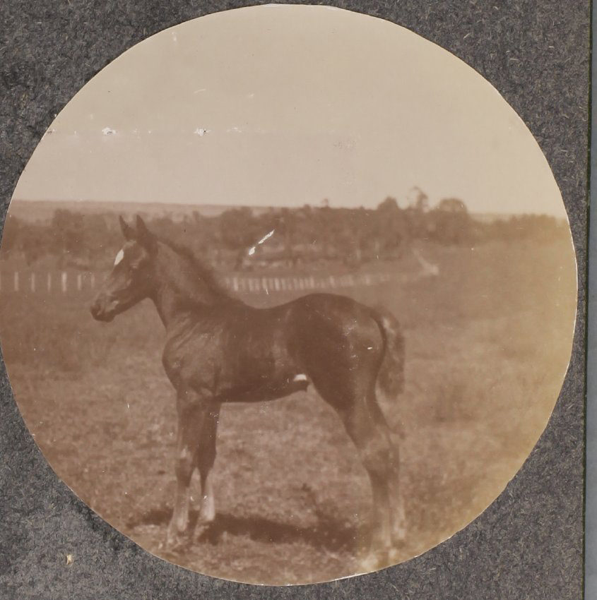 'One month' Vixen's first foal