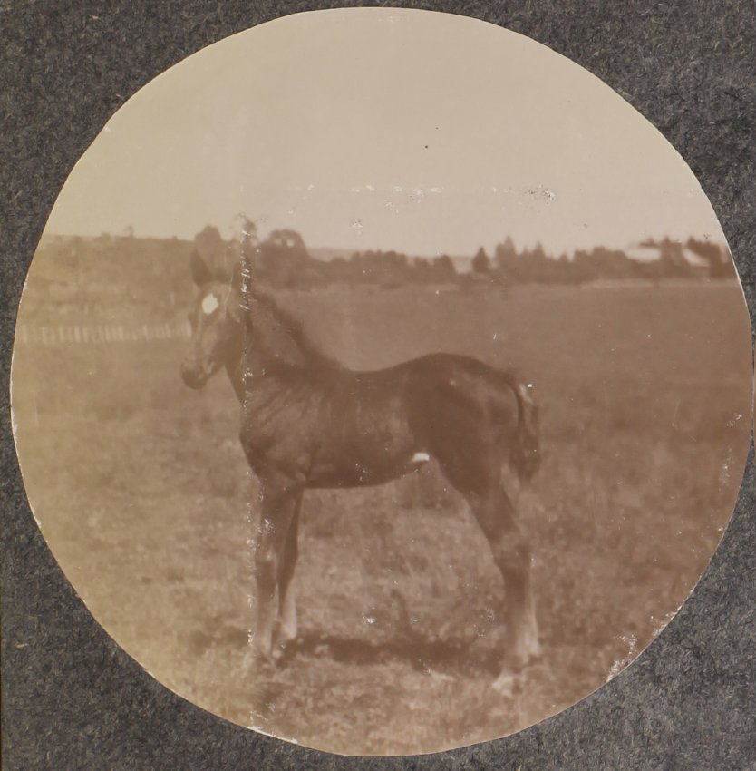 'One month' Vixen's first foal