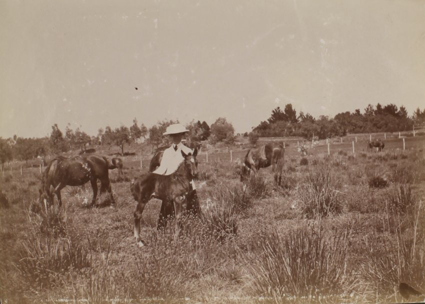 'Six weeks' Vixen's first foal