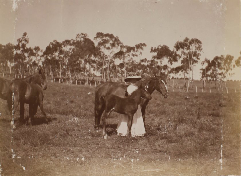 Vixen's first foal with an unidentified woman