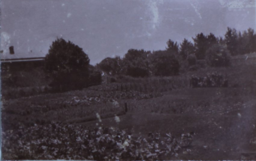 View of Saumarez - gardens